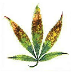 Carencias y excesos en el cultivo de Marihuana Exceso15