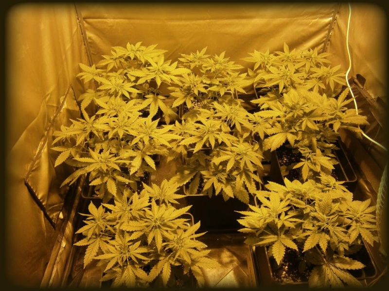 Seguimiento Royal Cheese y Special Queen 1 F2610