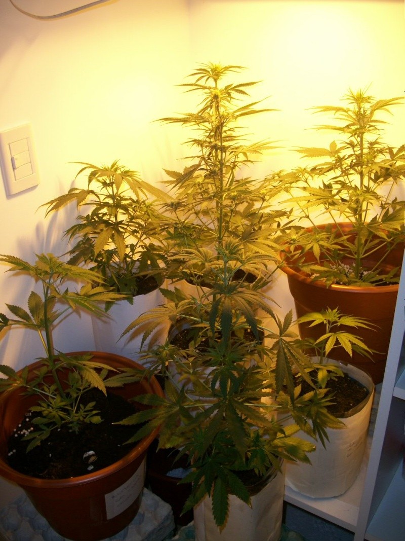 Seguimiento de una Skunk y Psicodelicia Foto_313