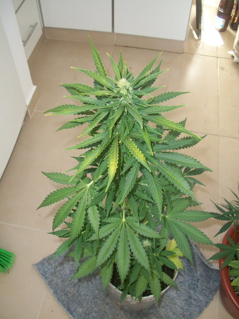 Seguimiento de una Skunk y Psicodelicia Foto_316