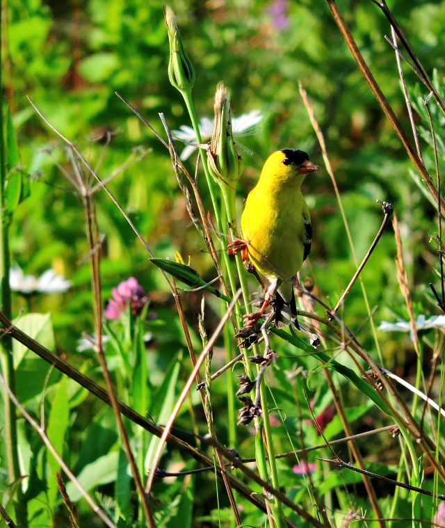 Chardonneret jaune , mais quel jaune ! Dscn0919