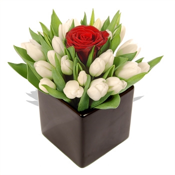 Tulipanes - Página 2 35051410