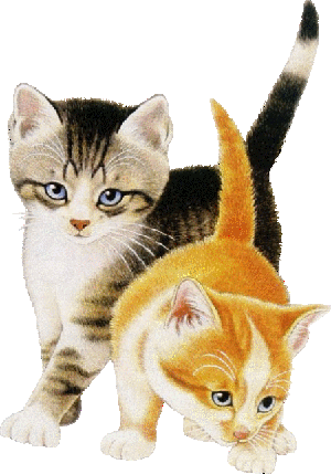 Gatos - Página 3 Cat01510