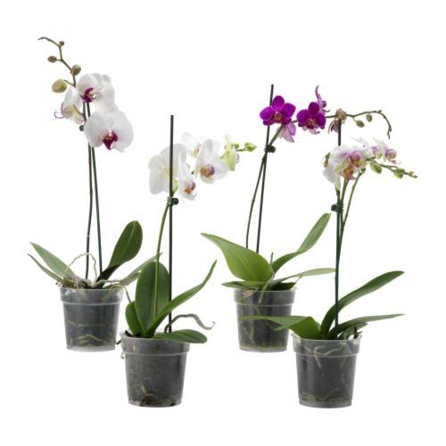 Orquideas - Página 6 Venta-10