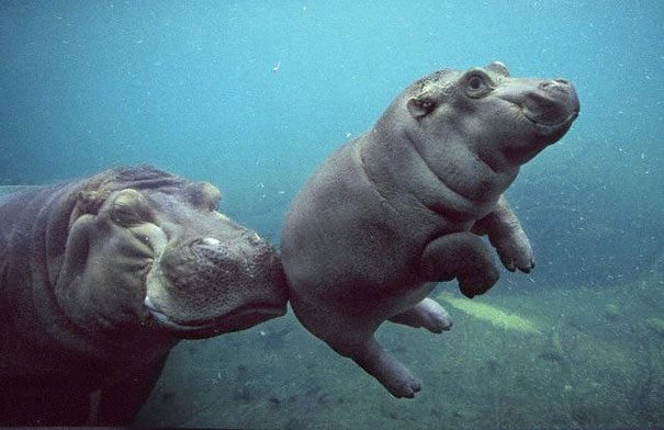 Animaux- Hippopotame Hippo10