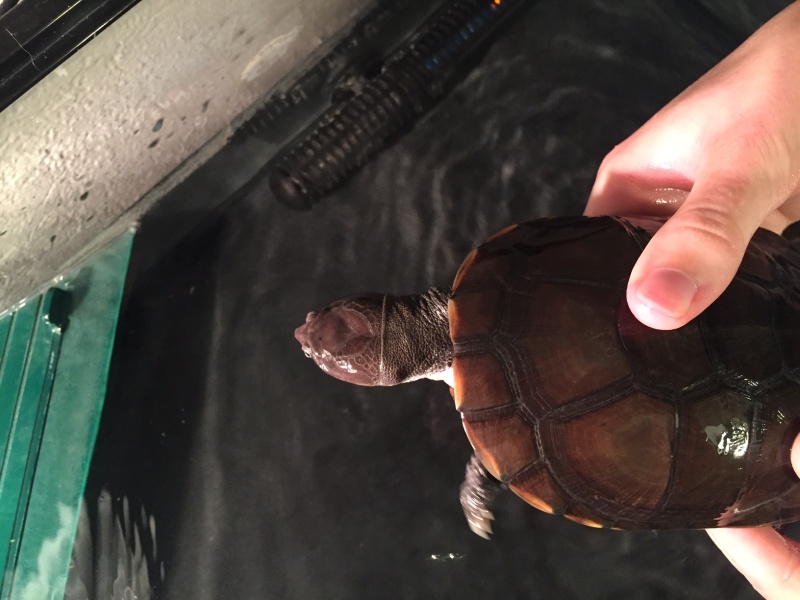Identification du sexe de mes tortues Grande12