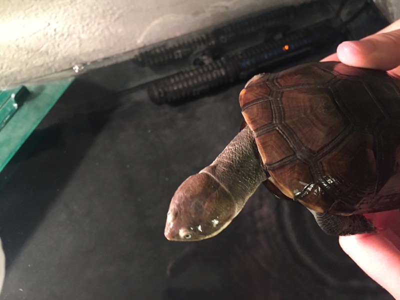 Identification du sexe de mes tortues Petite11