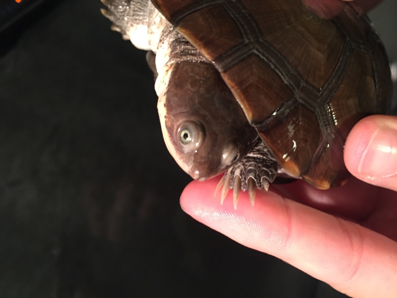 Identification du sexe de mes tortues Petite15