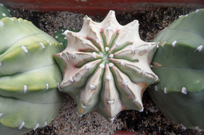 echinofossulocactus Sam_3110