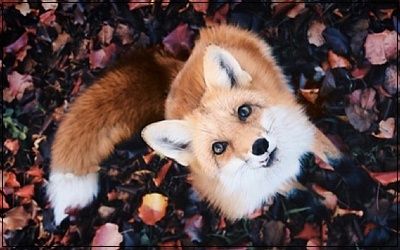 Ruse d'Automne • What Does The Fox Say ?  Sans_t16