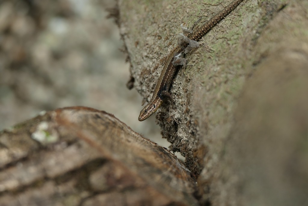 lézard voisin en mue Lezard12