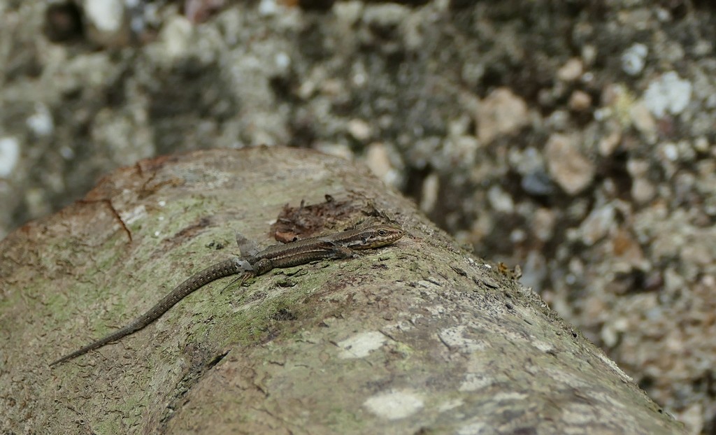 lézard voisin en mue Lezard13