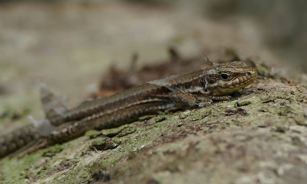 lézard voisin en mue Lezard15