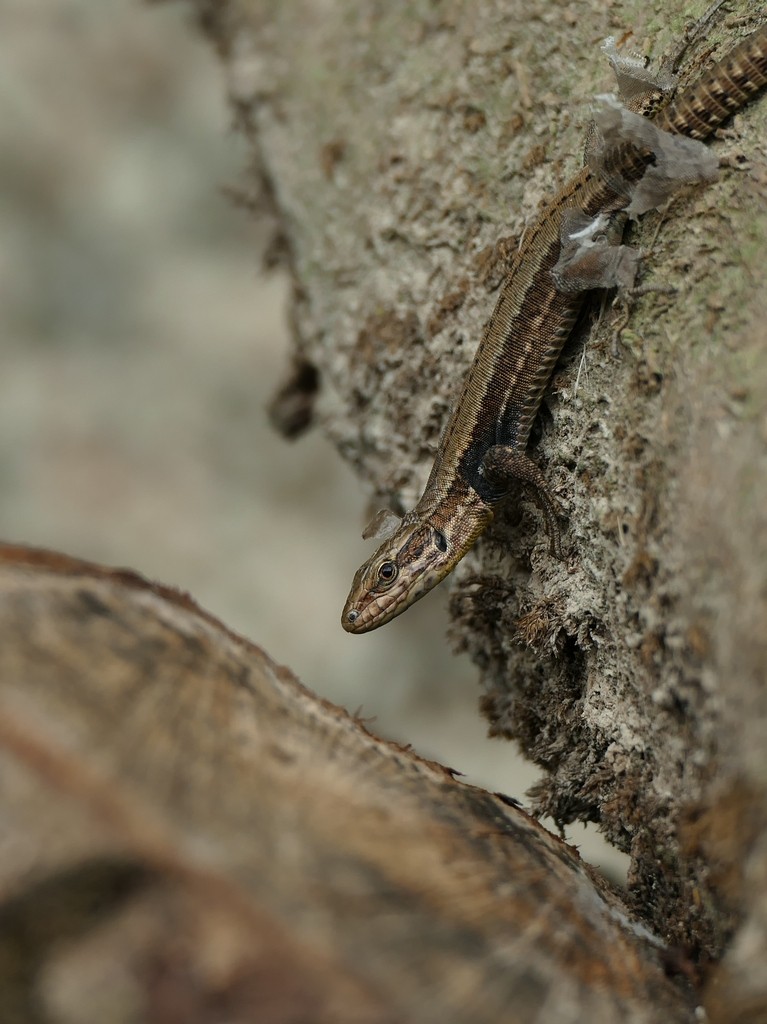 lézard voisin en mue Lezard18