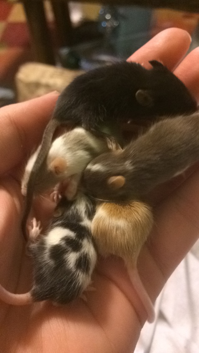 Rescued Feeder Mice! Image10