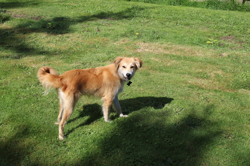 MAX (ex SPIKE), chiot mâle, croisé, taille moyenne adulte, né environ janvier 2016 - REMEMBER ME LAND - adopté par Valou (Belgique) - Page 2 Img_5712