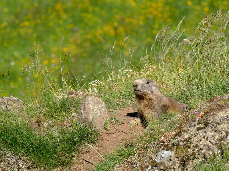 Ma peluche du Mézenc  Marmot11