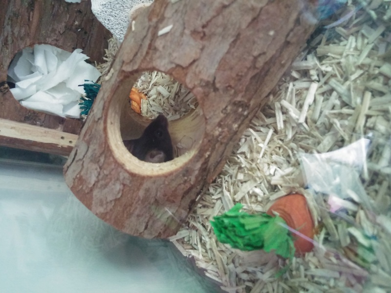 My new mice A_ecli10