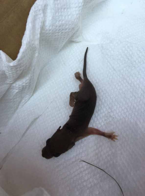 Found 4 baby mice/rats believe mother is dead Image11