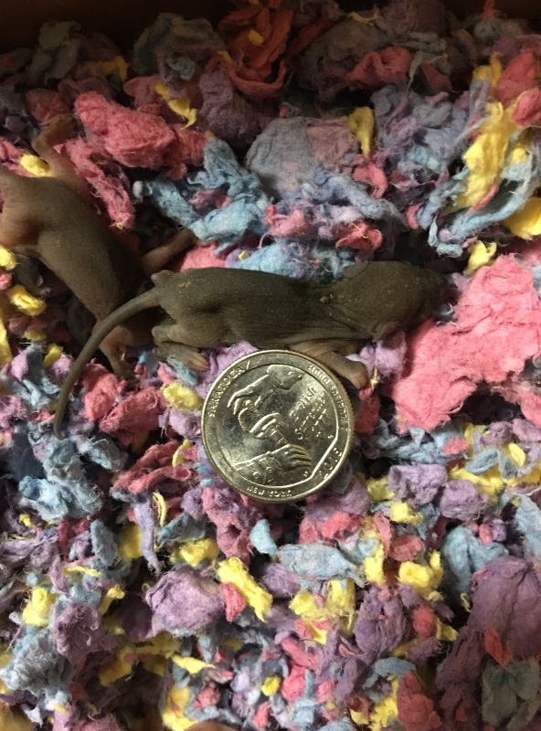 Found 4 baby mice/rats believe mother is dead Image14