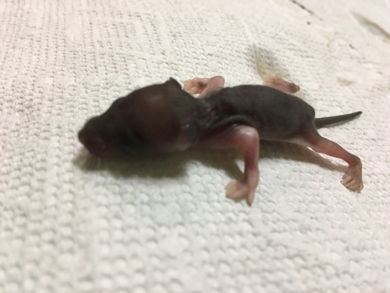Found 4 baby mice/rats believe mother is dead - Page 2 Image16