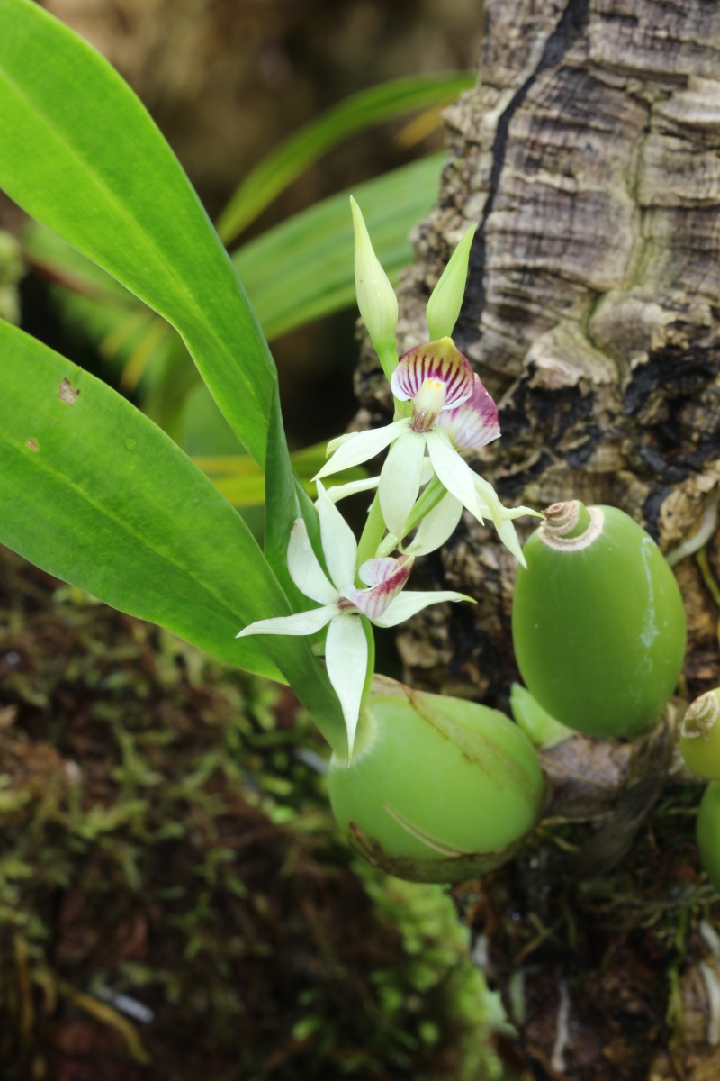 Prosthechea cochleata var. cochleata (Encyclia lancifolia)