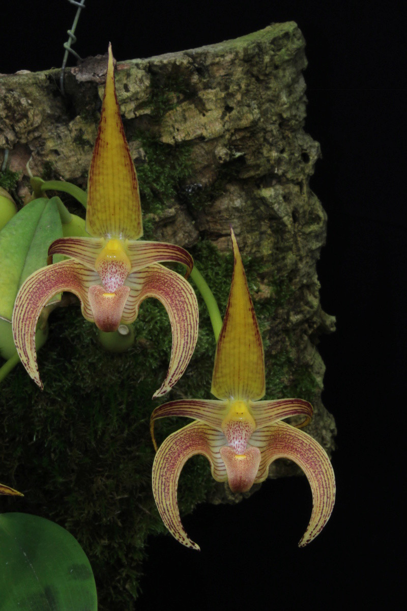 Bulbophyllum Wilmar Galaxy Star (lobbii x dearei) Img_1416