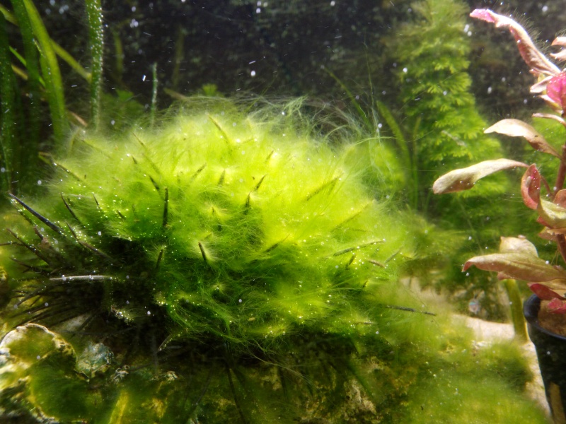 algues - Problème d'algues  Img_2010