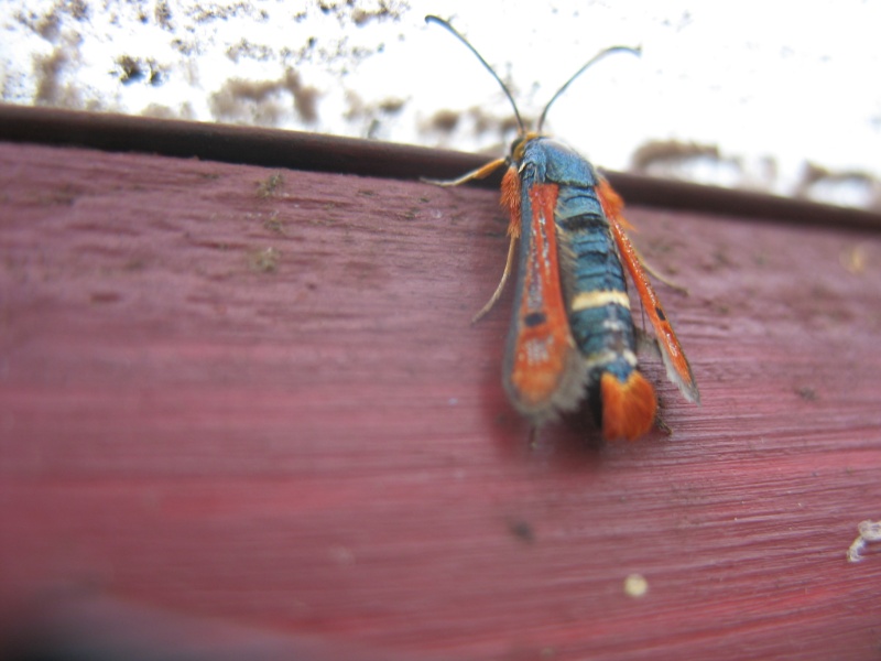 [Pyropteron chrysidiformis] Drôle d'insecte Insect10