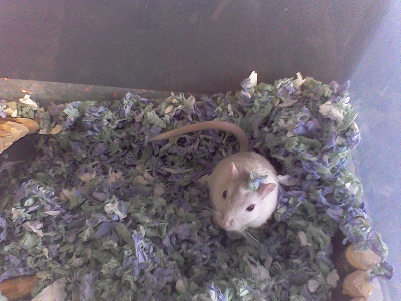 Photos of my gerbils. Win_2043