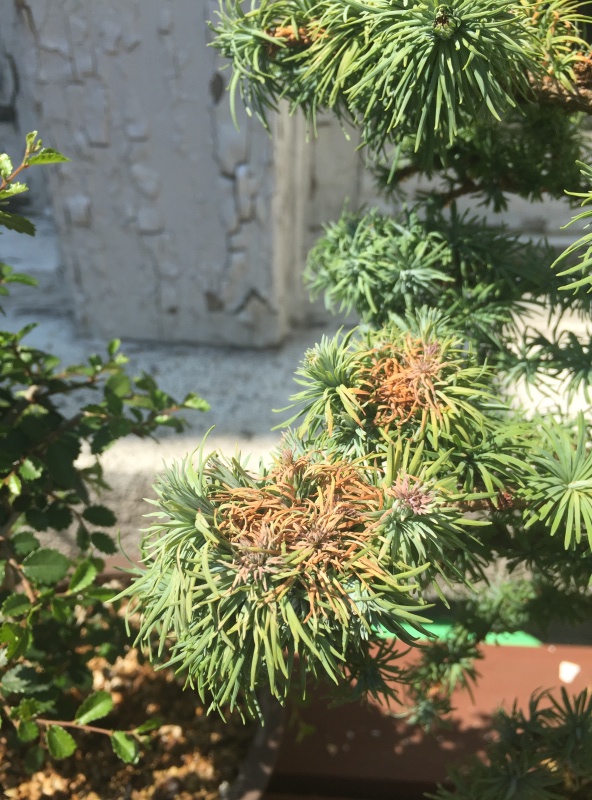 Japanese Larch - needles turning brown Img_2510