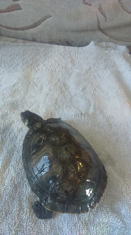 identification de 3 tortues Dsc_1122