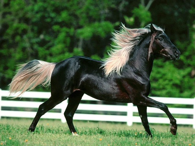 خيول قد تسحر عيونك - اجمل خيول العالم Oo__au11
