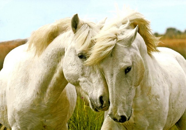 خيول قد تسحر عيونك - اجمل خيول العالم Oo__au12