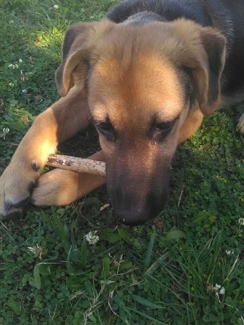 magma croisée labrador/berger allemand née le 1 er avril 2016 Img_2012