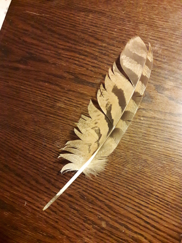Combien Pese Une Plume D Oiseau A quel oiseau appartient cette plume