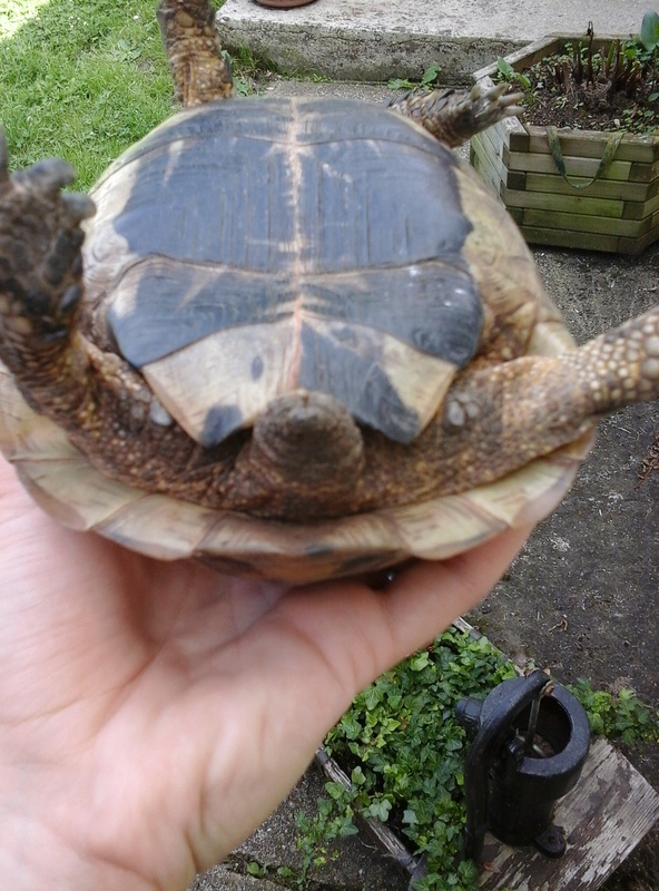 mâle ou femelle graeca?  Tortue11