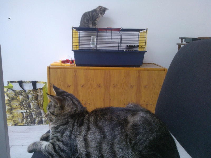 Marty ( Rubens ), chaton tigré gris, né le 19 avril 2016 Wp_00012