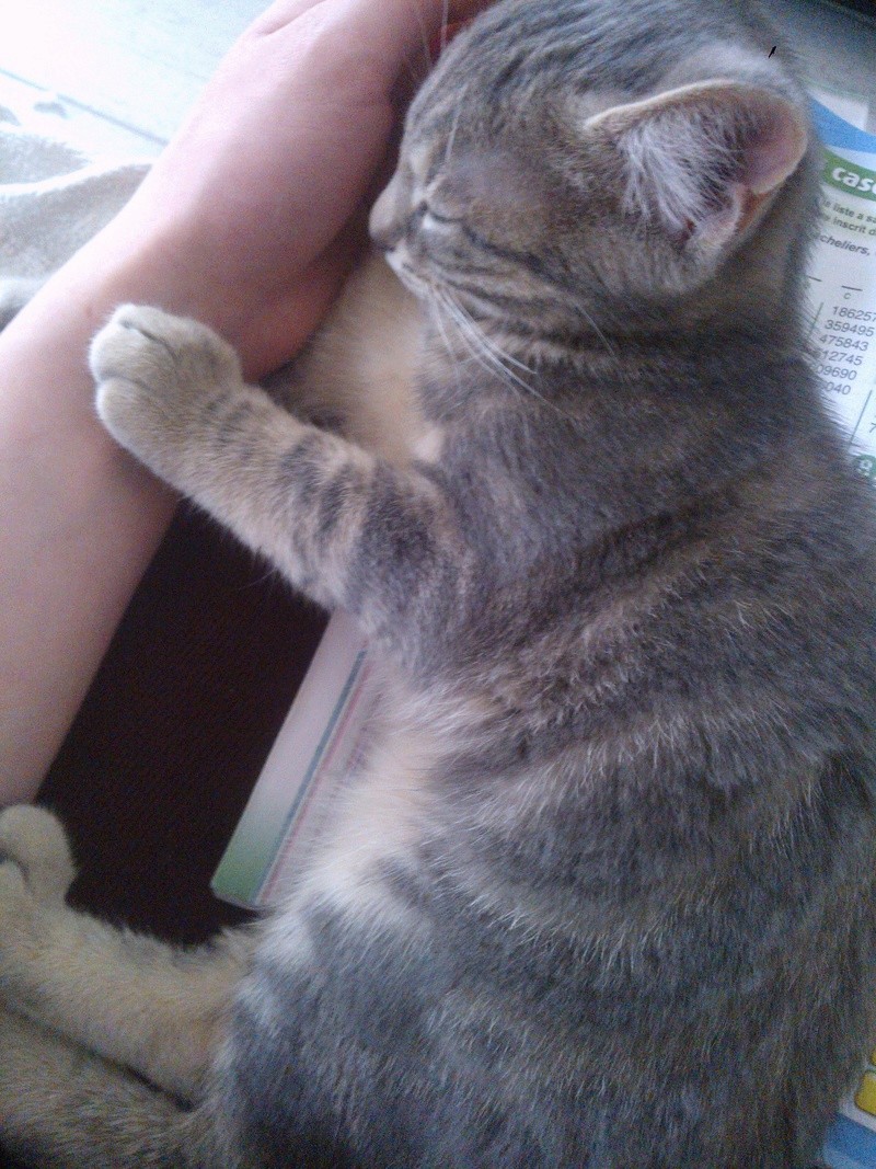Marty ( Rubens ), chaton tigré gris, né le 19 avril 2016 Wp_00013