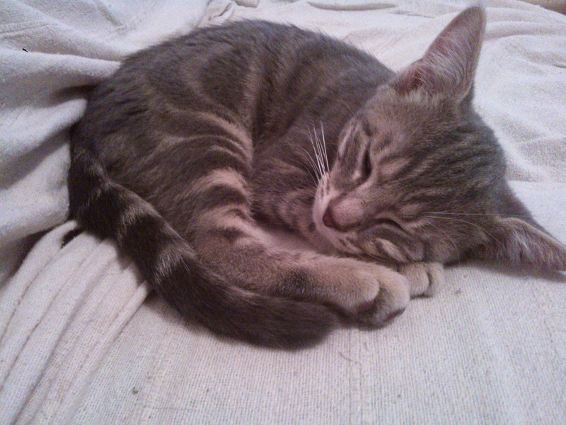 Marty ( Rubens ), chaton tigré gris, né le 19 avril 2016 Wp_00014