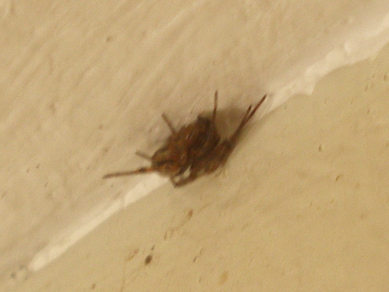 Araignée au plafond Araign11