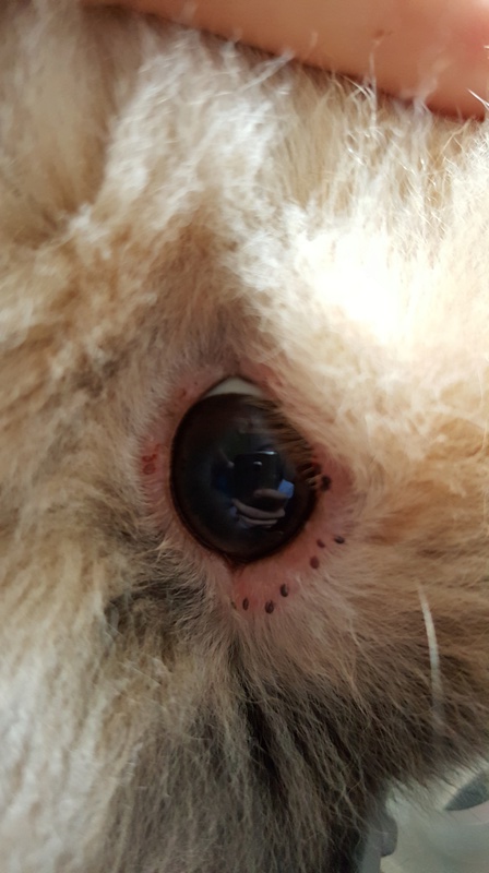 Problème oculaire chez mon lapin nain 20160710