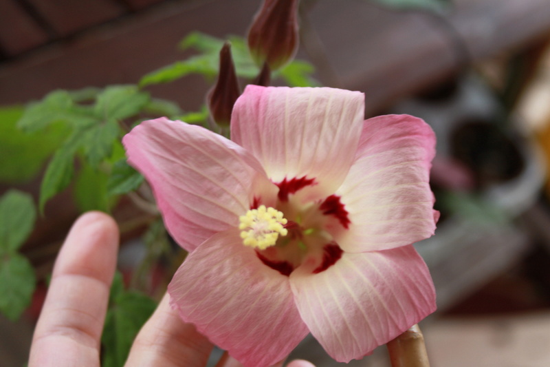 Hibiscus cameronii Img_0622
