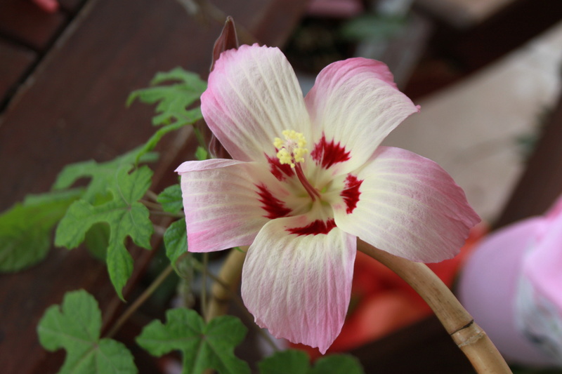Hibiscus cameronii Img_0625