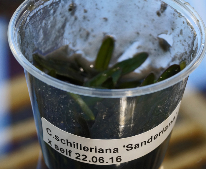 Cattleya schilleriana... - Seite 2 Schill10