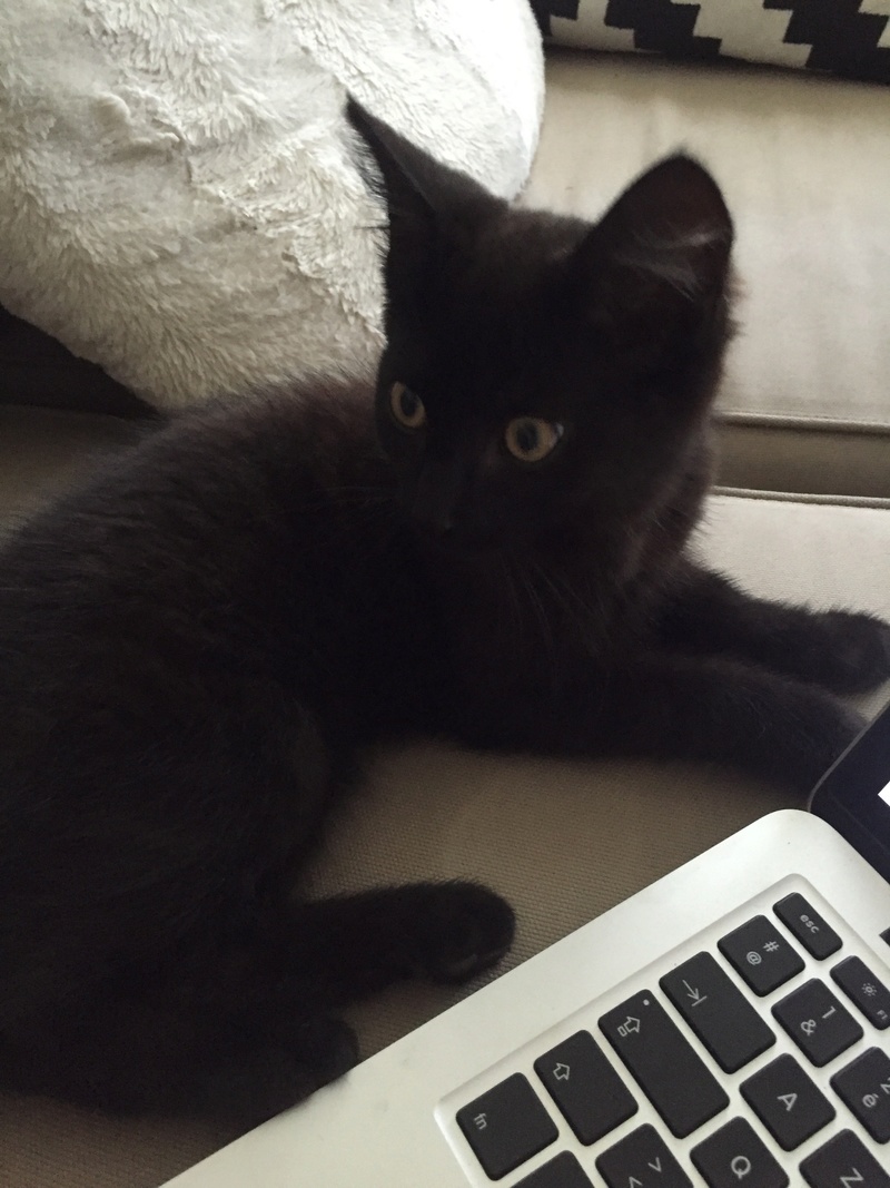 Sloan, chaton noir né le 15 avril 2016 Img_7110