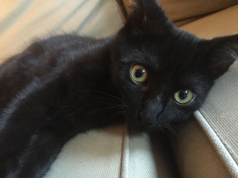 Sloan, chaton noir né le 15 avril 2016 Unname15