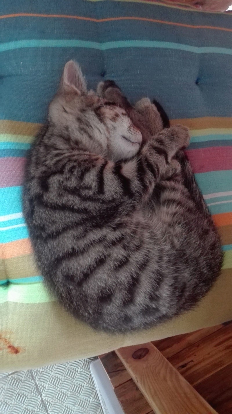 Aponi, chatonne tigrée née le 1er mai 2016 Img_2010