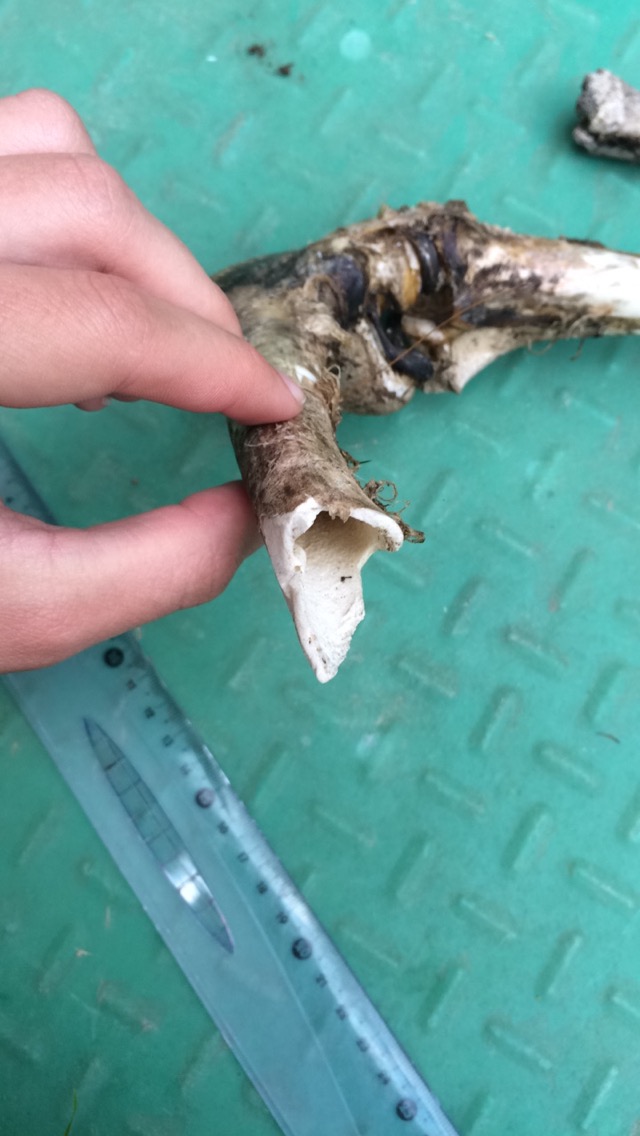 À quel animal est cet os ? Image12