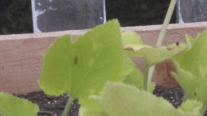 What's wrong with my zucchini Bugonz10